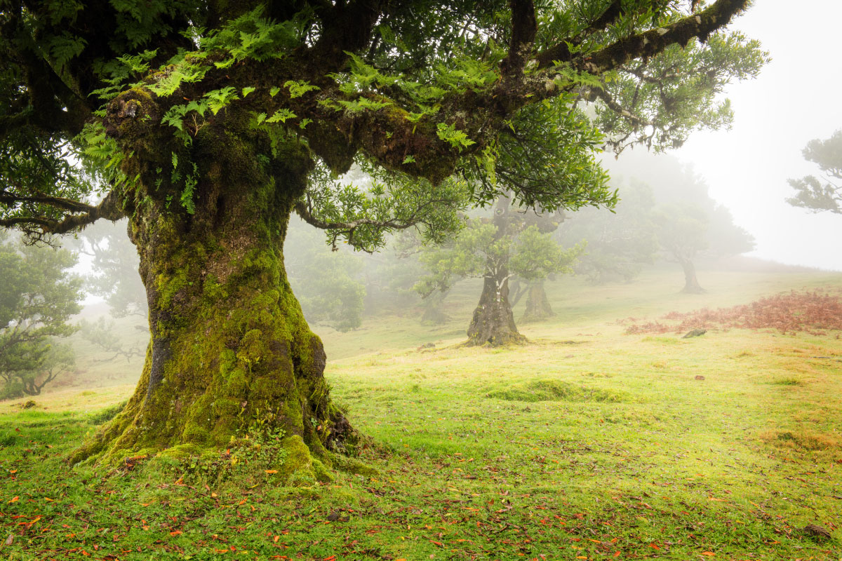 Ancient cedar tree in fog.