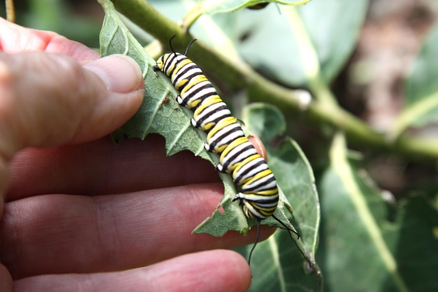 Monarch caterpillar feeding on a milkweed leaf.