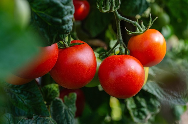 Cluster of ripe red tomatoes on the vine.